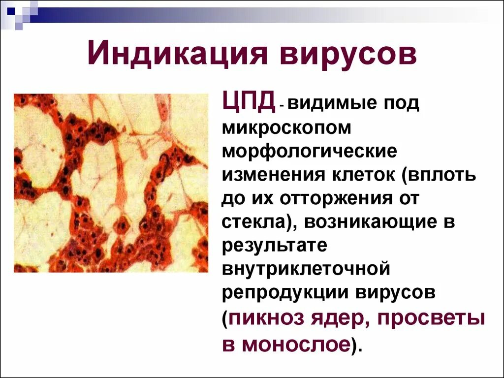 Методы индикации вирусов ЦПД. Индикация вируса по ЦПД. Индикация вирусов по цитоплазматическому действию. Цитопатическое действие вирусов.