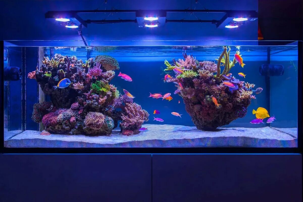 Аквариум aquarium. Цихлидник коралловый риф. Морской рифовый аквариум. Аквариум 700 литров псевдоморе. Морской аквариум коралловый риф.