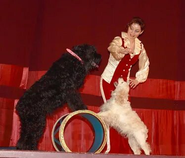 There are dogs at the circus
