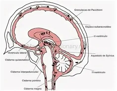 Цистерны мозга расширены. Mega cisterna Magna кт. Супраселлярная цистерна анатомия. Цистерна Магна анатомия. Супраселлярная цистерна расширена.
