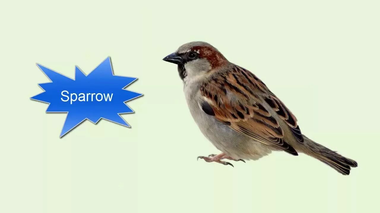 10 Birds. Sparrow перевод. Sparrow 3d logo.