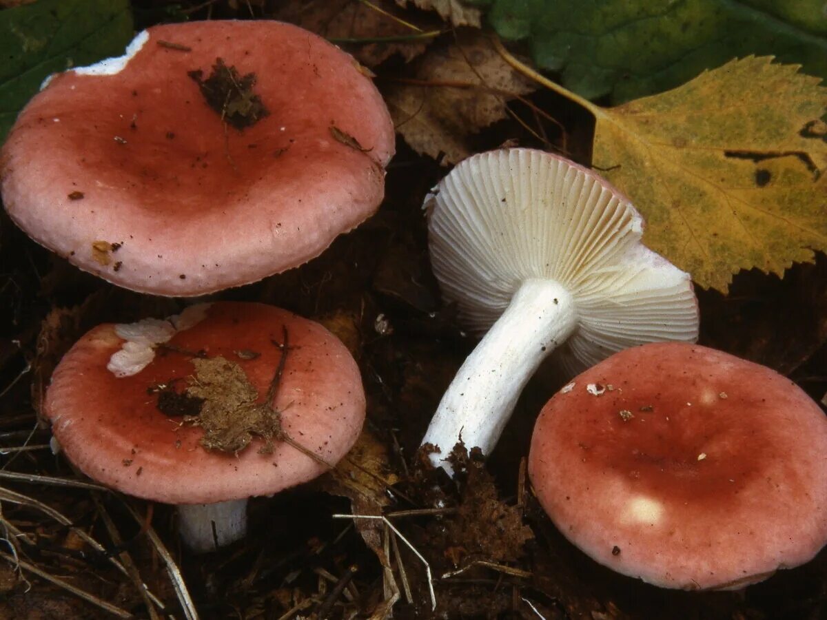 Сыроежка трубчатый или. Сыроежка Мэйра. Гриб сыроежка Мэйра. Russula Nobilis. Сыроежка Берёзовая.