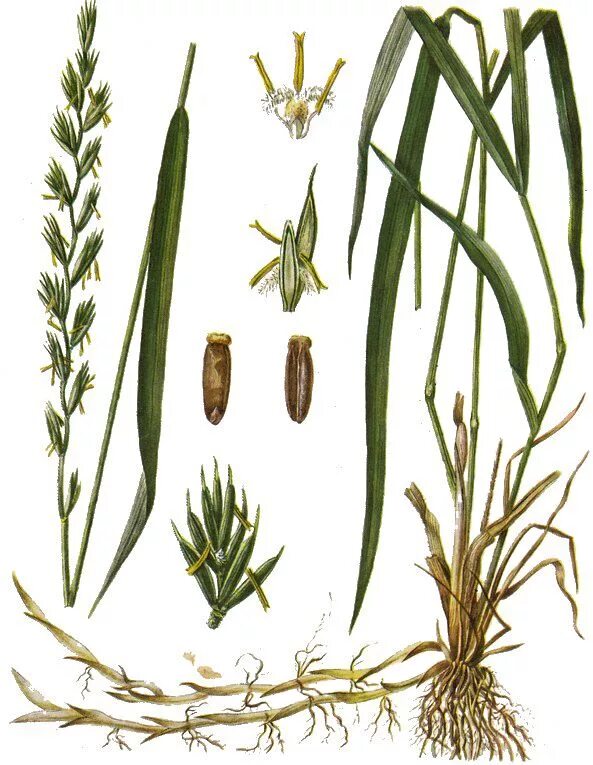 Пырей ползучий соцветие. Пырей ползучий виды. Пырей ползучий. Пырей ползучий классификация. Пырей ползучий строение.