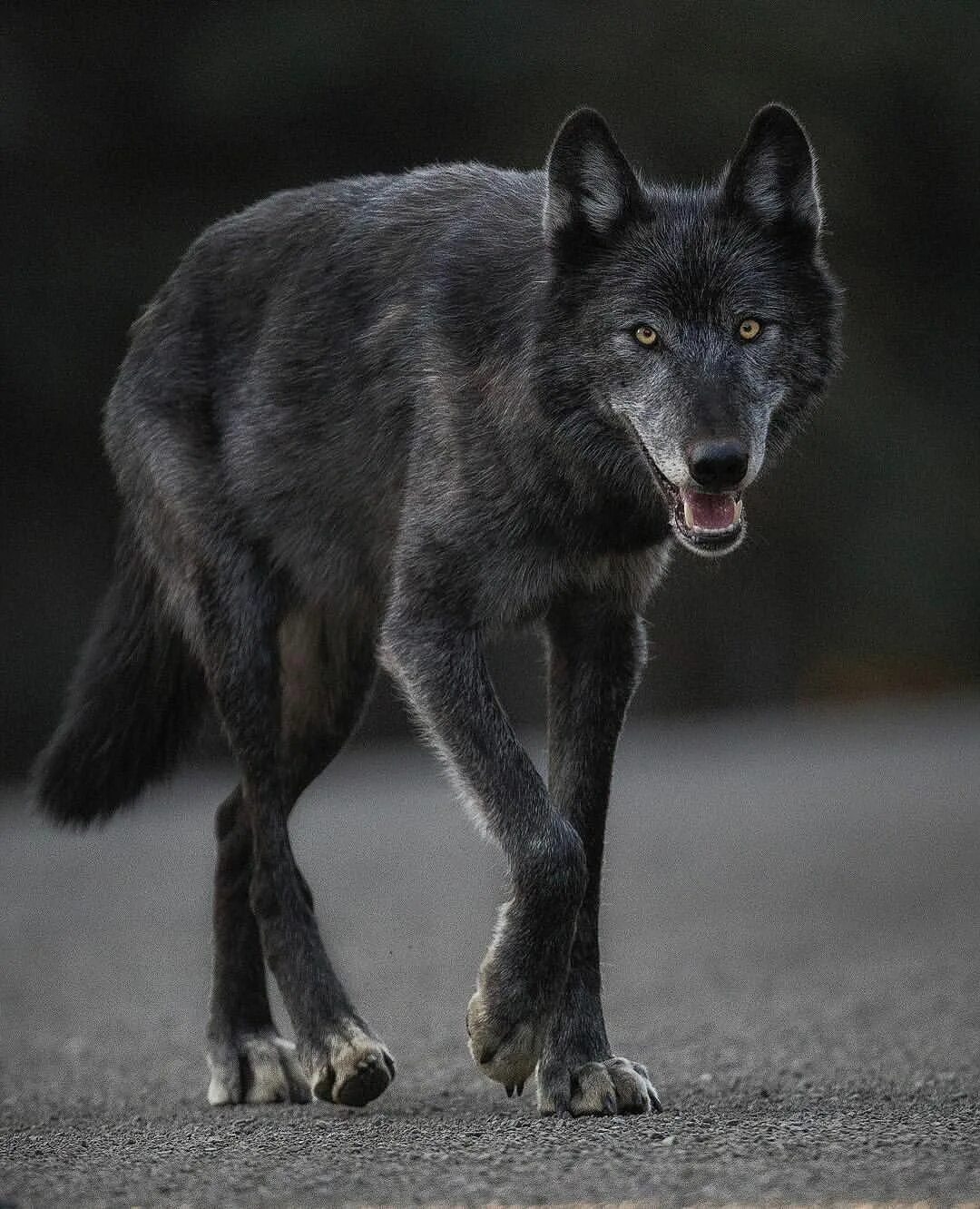 Канадский волкособ вольфхунд. Волкособ черный. Канадский волк меланист. Черный Аляскинский волк.