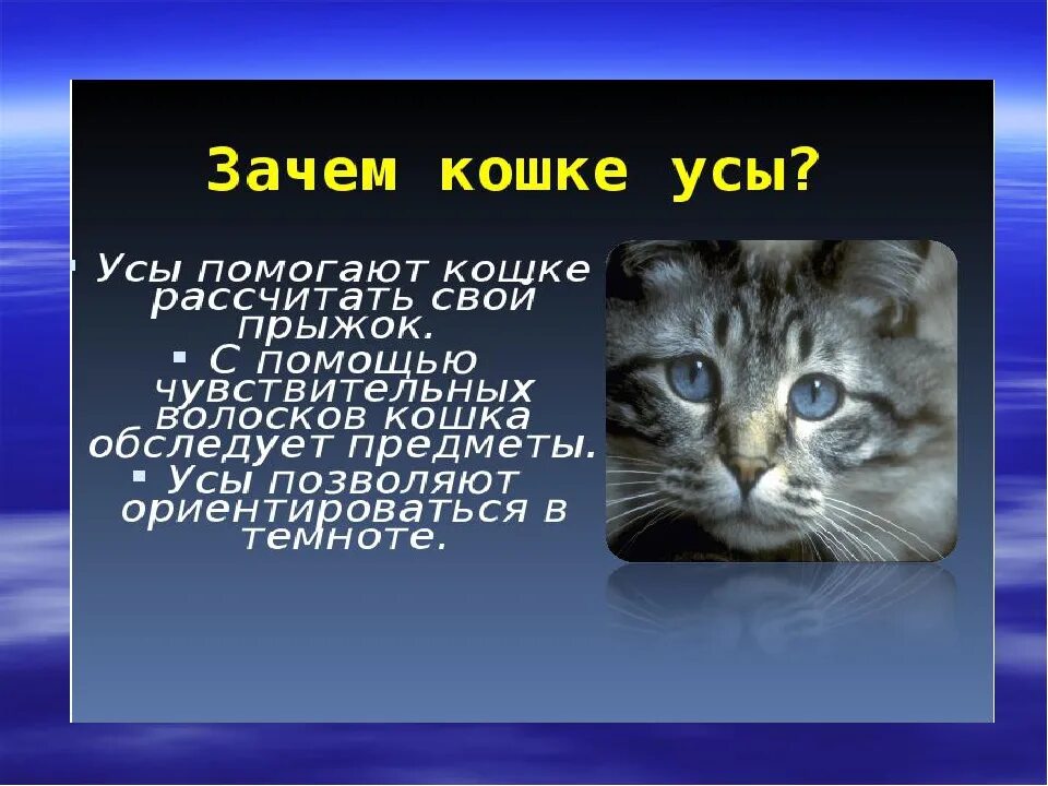 Сообщение о кошке. Презентация на тему кошки. Проект на тему кошки. Доклад про кошек.