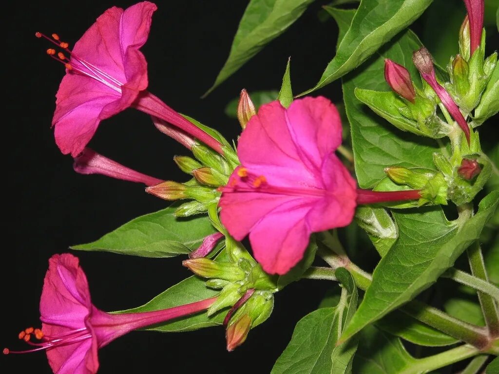 Какой процент ночной красавицы с розовыми цветками. Мирабилис Халапа.