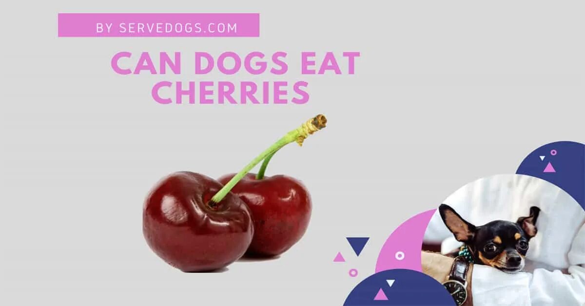 Dogs eat перевод на русский. Eat Cherry.