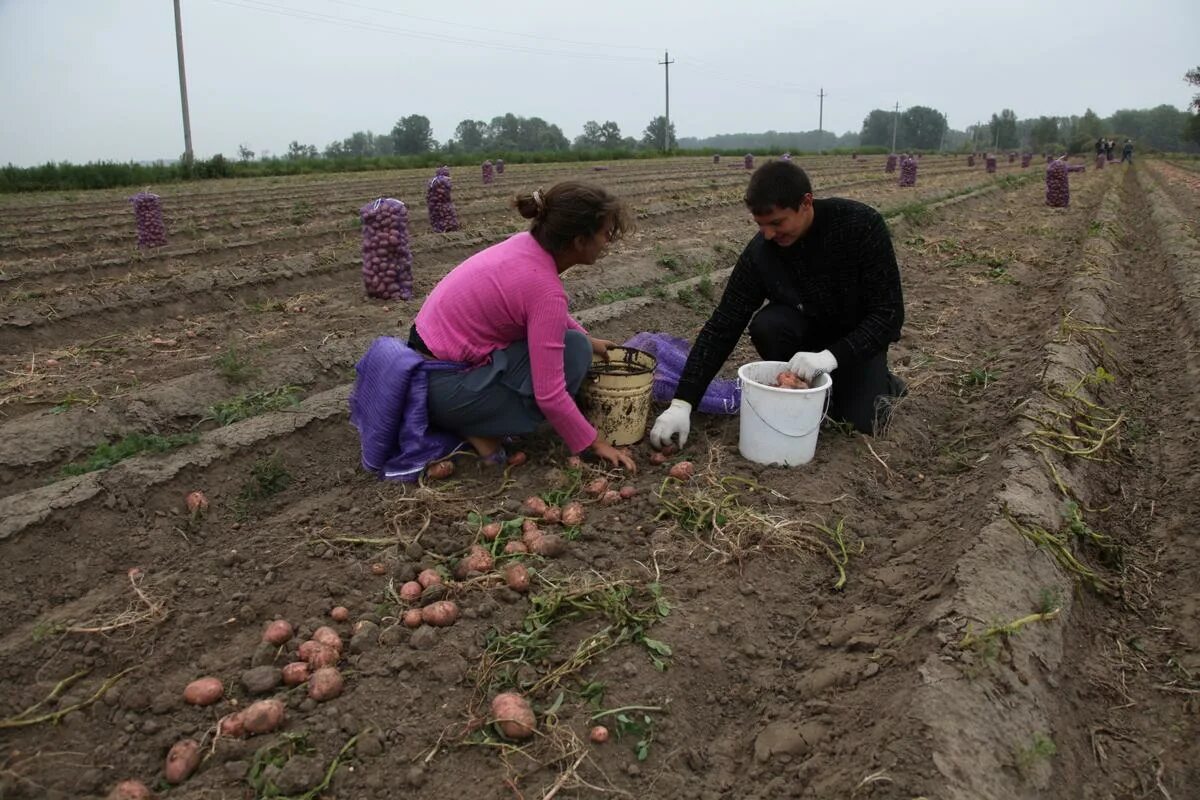 Сбор урожая. Работа на сбор урожая. Собираем урожай. Труд людей осенью. Сбор яблок в саду.