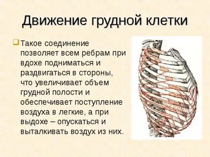 Расширение грудины