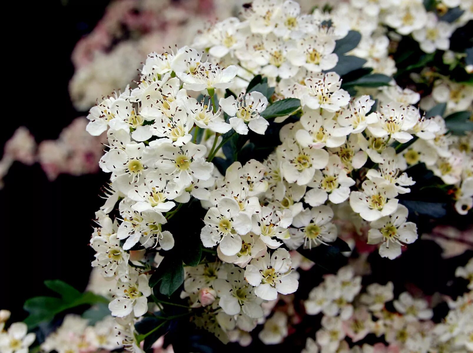 Боярышник цветы. Боярышник однопестичный соцветие. Соцветия боярышника сибирского. Боярышник кроваво-красный куст. Цветки боярышника.