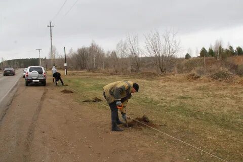 Вдоль дороги посадили