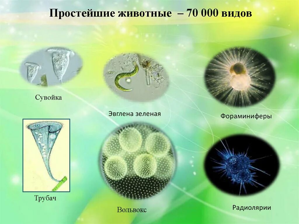 Названия простейших животных