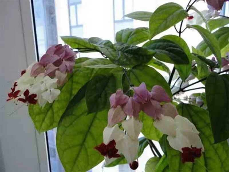 Клеродендрум спатифиллум. Клеродендрум цветок. Клеродендрум спатифиллум. Клеродендрум ампельный. Клеродендрум цветок.