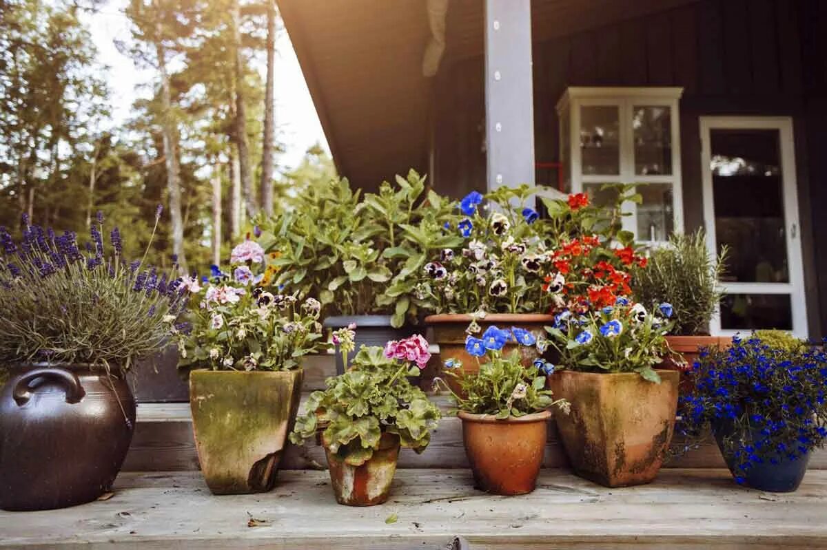 Композиции в горшках на улице. Цветы в горшках на даче. Outside plant. Outside plant. Цветы в вазонах в саду.