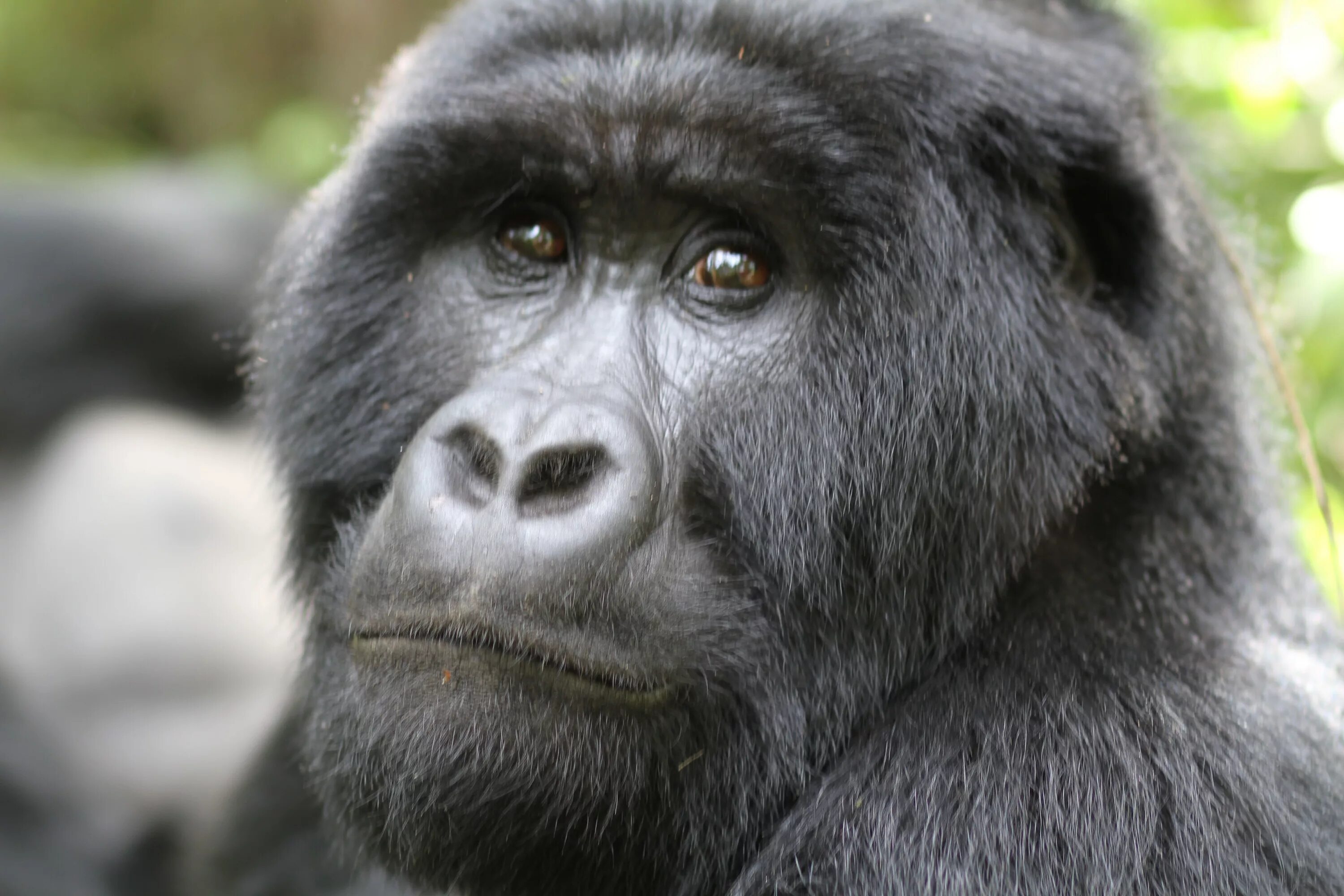 Фото гориллы смешные. Ноздри гориллы. Крутая горилла. У гориллы большие ноздри. Горилла агрессия
