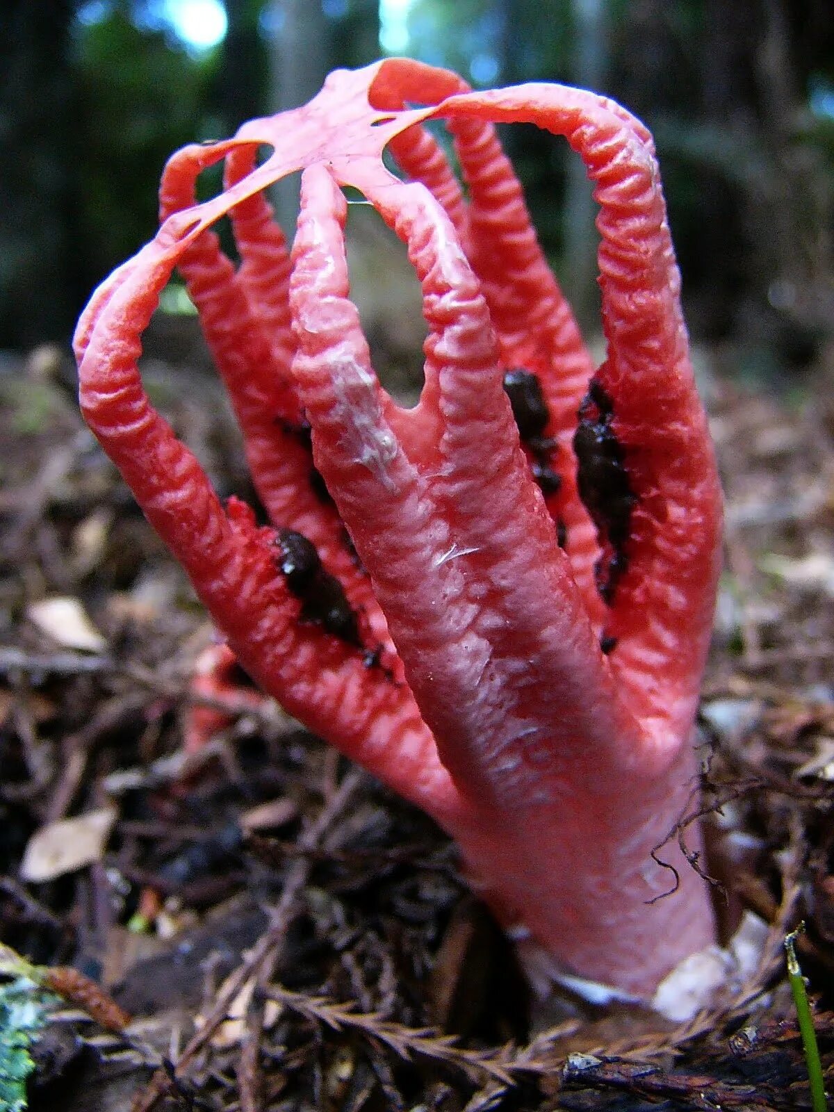 Ужасный цвет. Антурус Арчера (Clathrus archeri). Гриб Антурус Арчера пальцы дьявола. Гриб смердящий Рог осьминога.