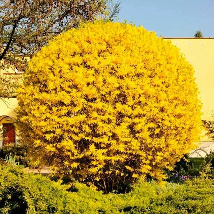 Форзиция линвуд описание. Форзиция линвуд. форзиция линвуд голд. форзиция промежуточная линвуд. форзиция lynwood.