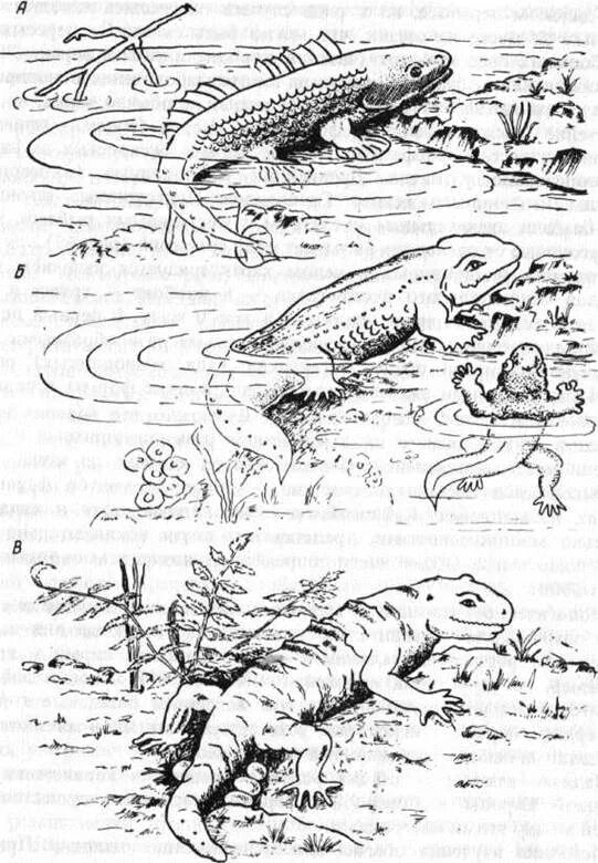 Жизнь в воде эволюция. Ихтиостега Девонский период. Эволюция рептилий стегоцефалы. Первые животные вышедшие на сушу. Эволюция из воды на сушу.