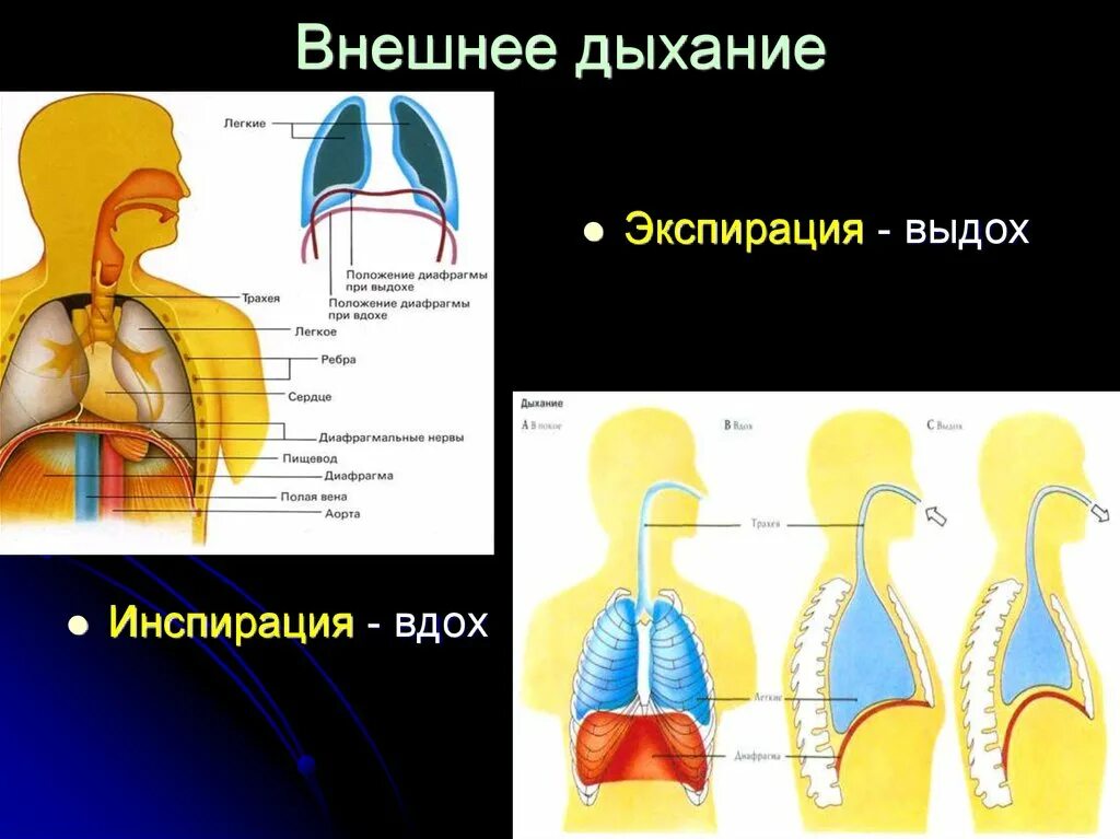 Как называется процесс дыхания человека. Дыхательная система вдох и выдох. Экспирация это вдох и инспирация выдох. Внешнее дыхание. Внешнее дыхание человека.