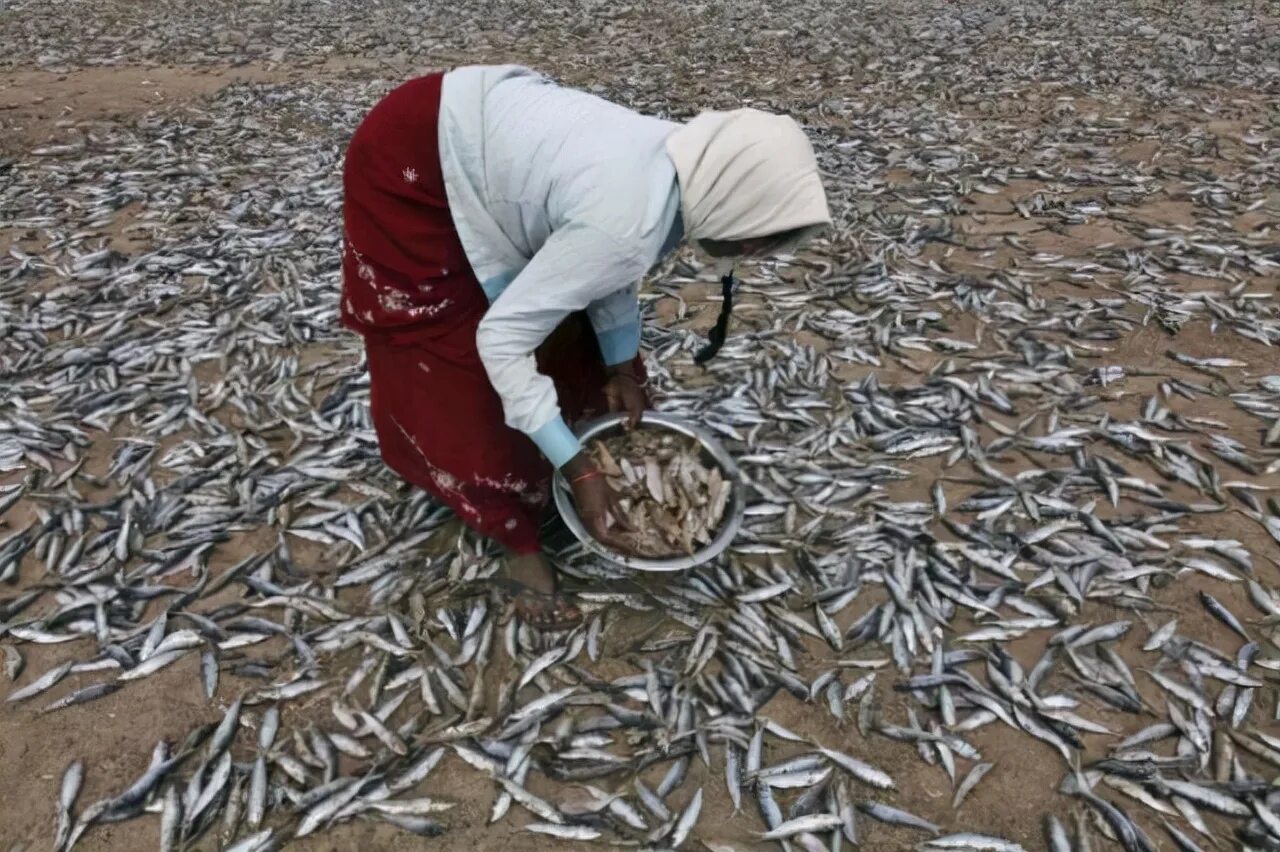 йоро гондурас рыбный дождь. дождь из рыбы в миннесоте 2006 год. йоро гондурас рыбный дождь. дождь из рыбы. йоро гондурас.