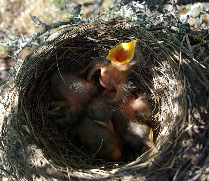 В 1 гнезде 3 птенца. Чиж птица гнездо яйца. Птенчики в гнезде. Ласточка гнездо птенцы. Гнездо для птиц..