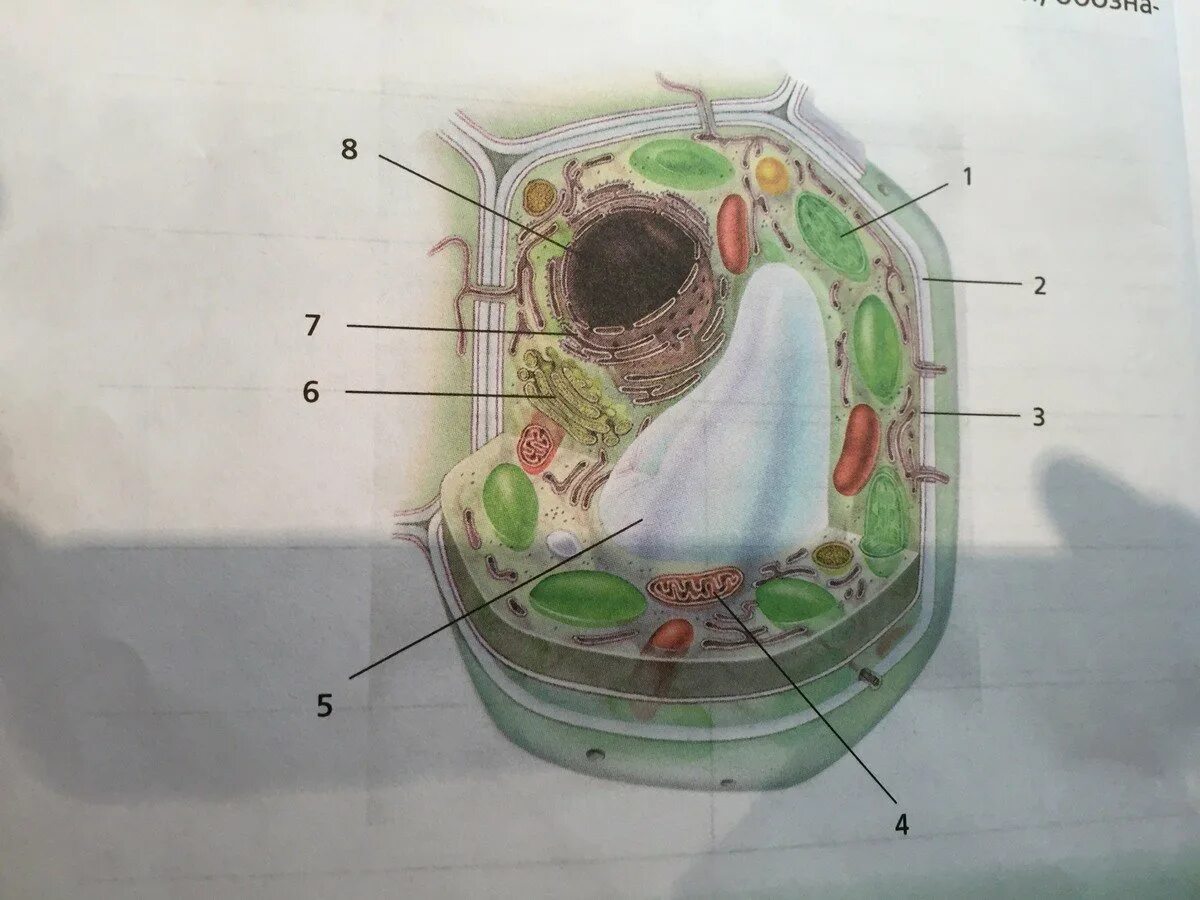 Строение растительной клетки органоиды. Растительная клетка без подписи органоидов. Клетка растения с органоидами без подписей. Клетка без подписей органоидов. Растительная клетка лабораторная