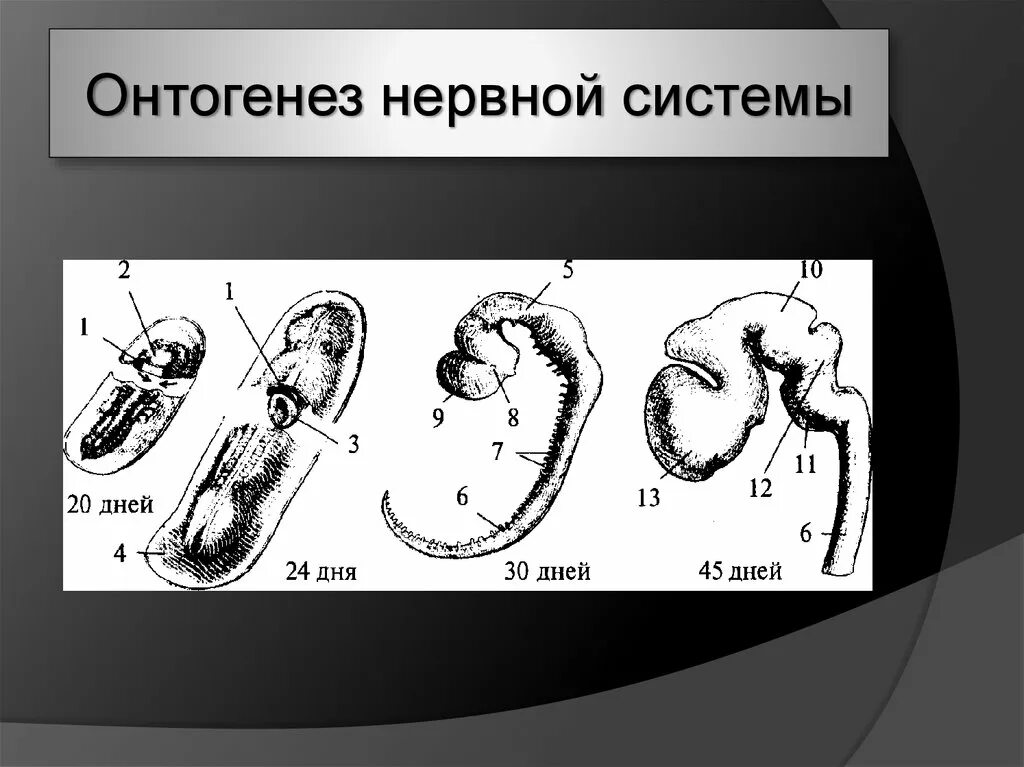 Онтогенез 2 стадия. Ранние стадии развития нервной системы. Онтогенез нервной системы. Основные этапы онтогенеза нервной системы. Формирование ЦНС В онтогенезе.