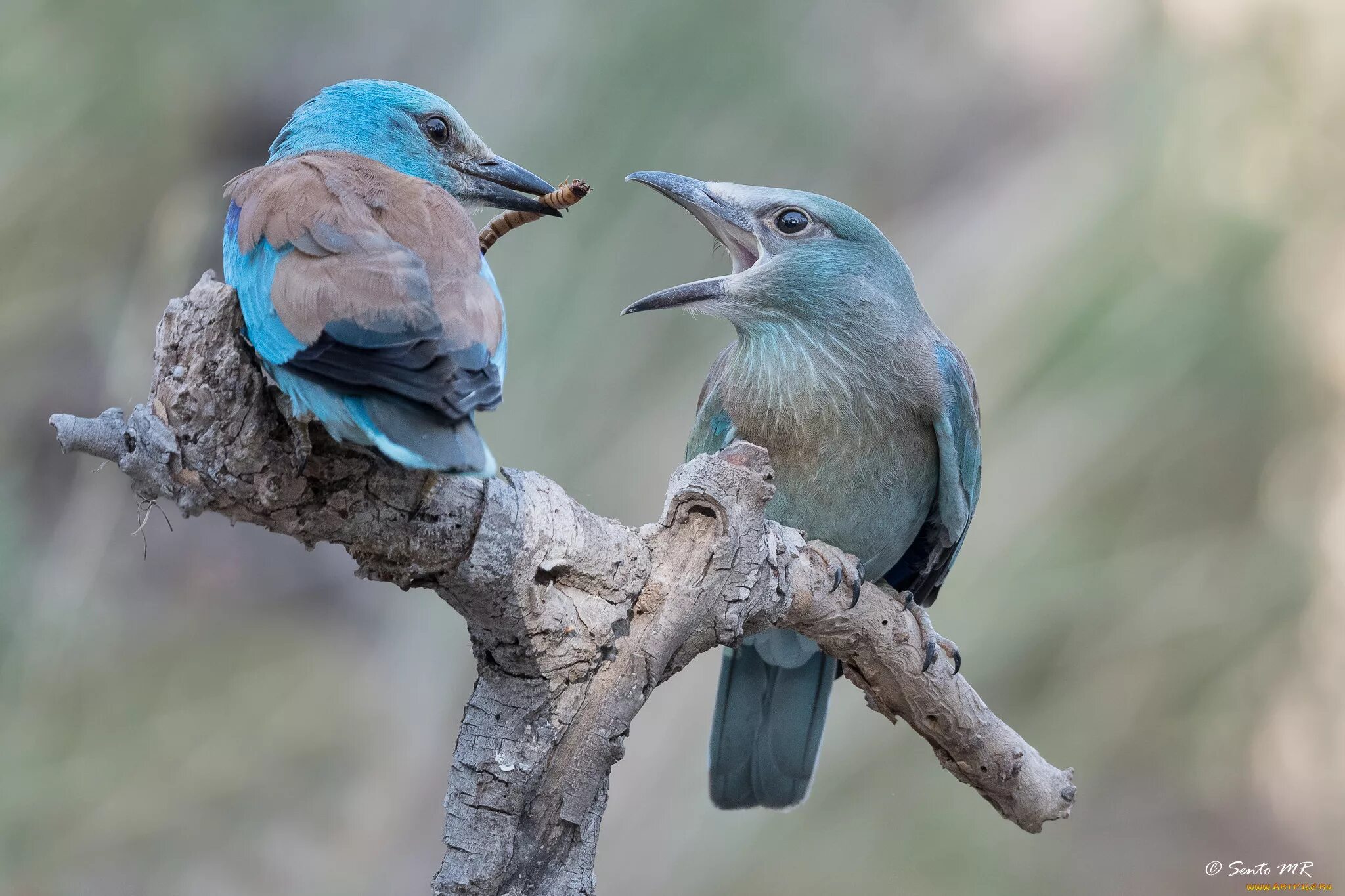 Синебрюхая сизоворонка. Обыкновенная сизоворонка coracias garrulus. Птицы крыма голубая сизоворонка. Обыкновенная сизоворонка coracias garrulus. Ракша сизоворонка.