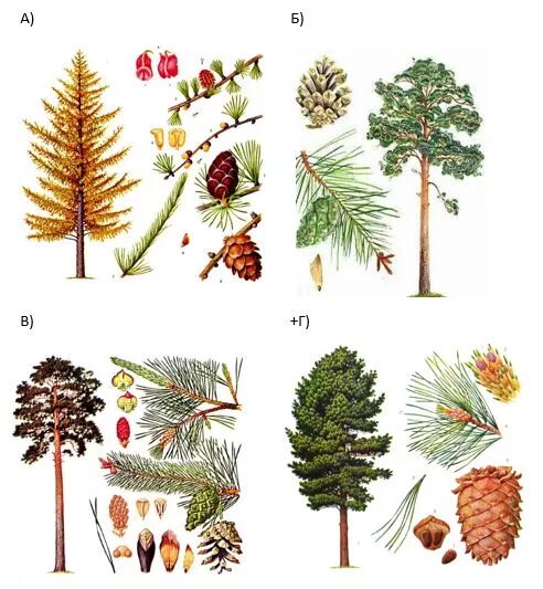 Хвойные 7 класс. Сосна Кедровая голосемянная. Голосеменные растения темнохвойная. Голосеменные деревья тайги. Голосеменные деревья названия.