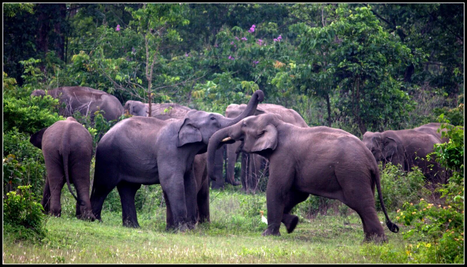 Суматра слоны. Слоны на Суматре мохнатые. Life Elephants. Мы жалеем слонов на далекой Суматре.