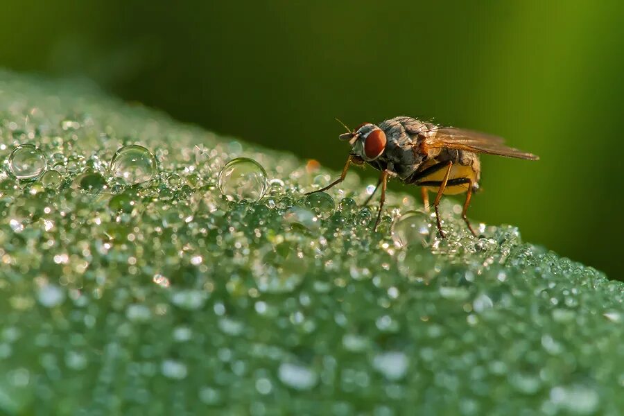 Зеленая муха тля. Муха Макросъемка. Зеленая Муха. Муха в росе. Фото зеленой мухи в природе.