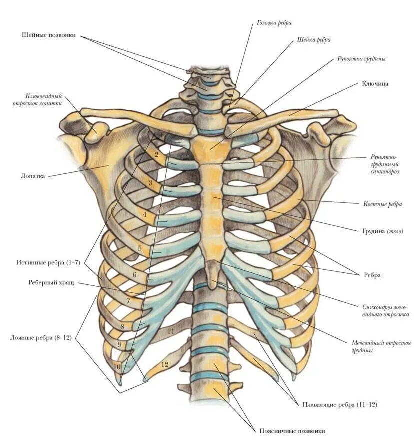 Сколько в ребре воды. Строение грудной клетки спереди. Кости грудной клетки анатомия. Строение костей грудной клетки. Скелет позвонок с грудной клеткой.