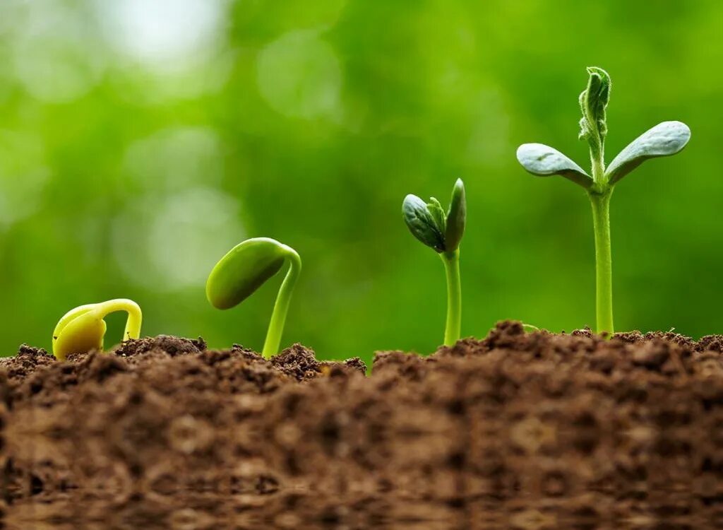 желаю роста и развития. желаю роста и развития. позитивное отношение к жизни. росток растения. развитие ростка.