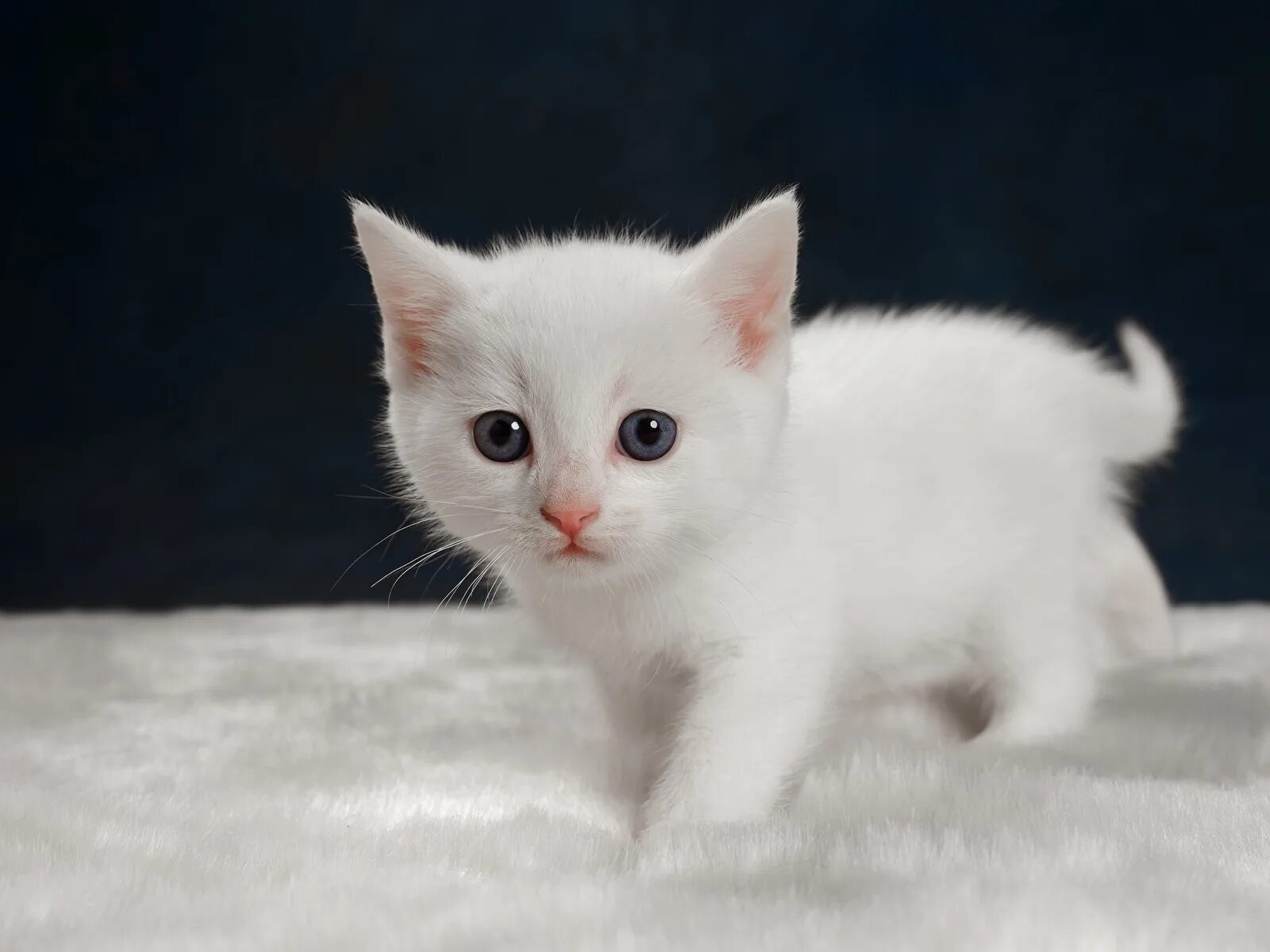 Белый кот мурзик. Турецкая ангора альбинос. Порода кошек альбинос. Белый котенок. Кошка белая.
