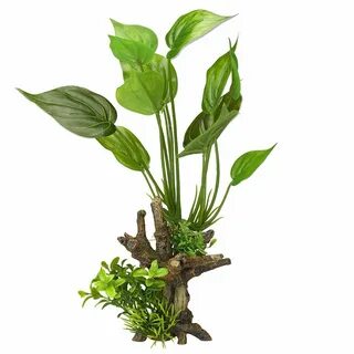 Plant aqua