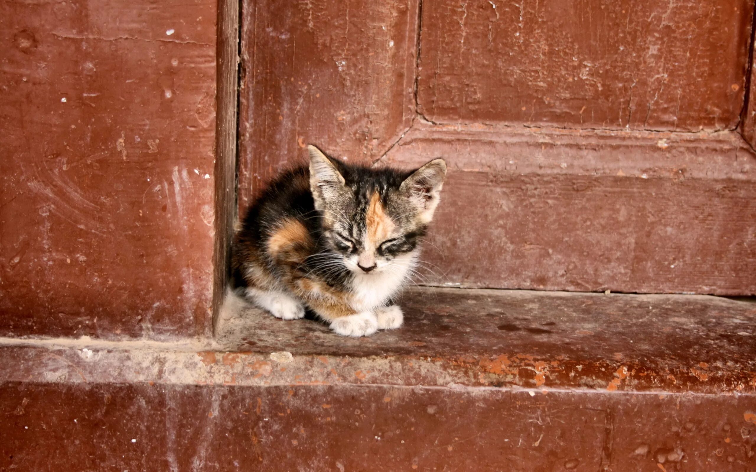 Бездомные котята. Бездомный кот. Брошенный котенок. Уличные коты. Беспородная ты сидишь голодная