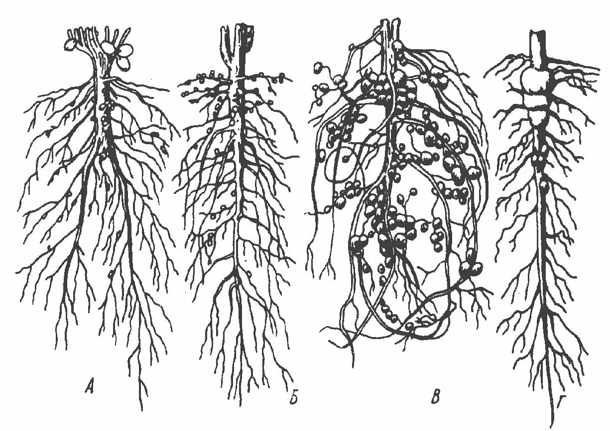 Корневая система фасоли. Люцерна клубеньки. Азотфиксирующие клубеньки. Клубеньки на корнях бобовых. Клубеньки на корнях бобовых растений.