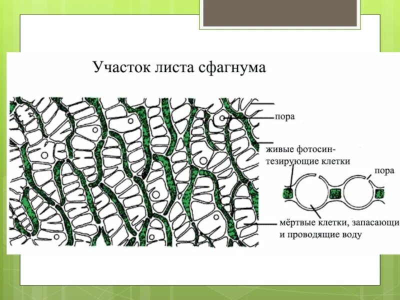 Водоносные клетки в листьях имеет. Строение листа сфагнума. Внутреннее строение листа сфагнума. Внутренне строение сфагнума. Клеточная структура листа сфагнума.