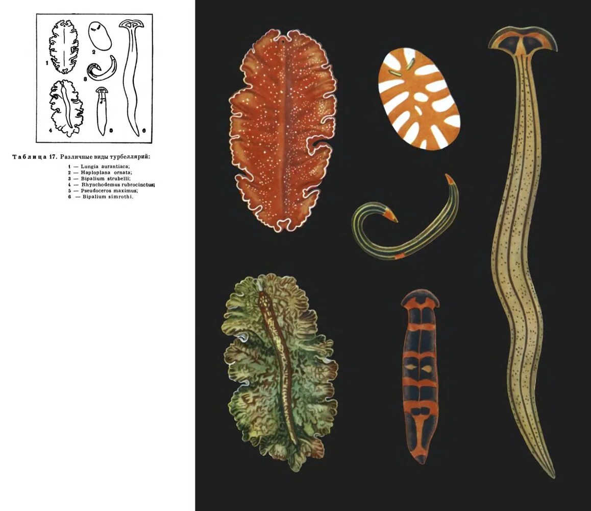 Свободноживущие плоские черви признаки. Ресничные черви турбеллярии. Ресничные черви паразиты. Плоские черви Ресничные черви. Тип плоские черви турбеллярии.