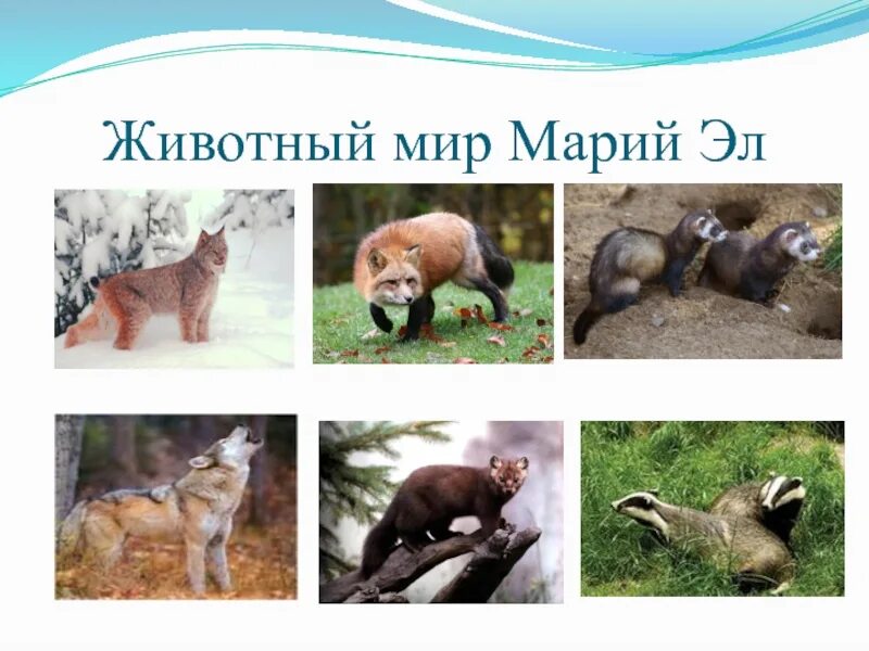Красная книга республики марий эл животные. Растительный мир республики марий эл. животный мир республики марий эл. растительный и животный мир республики марий эл. животные из красной книги республики марий эл.
