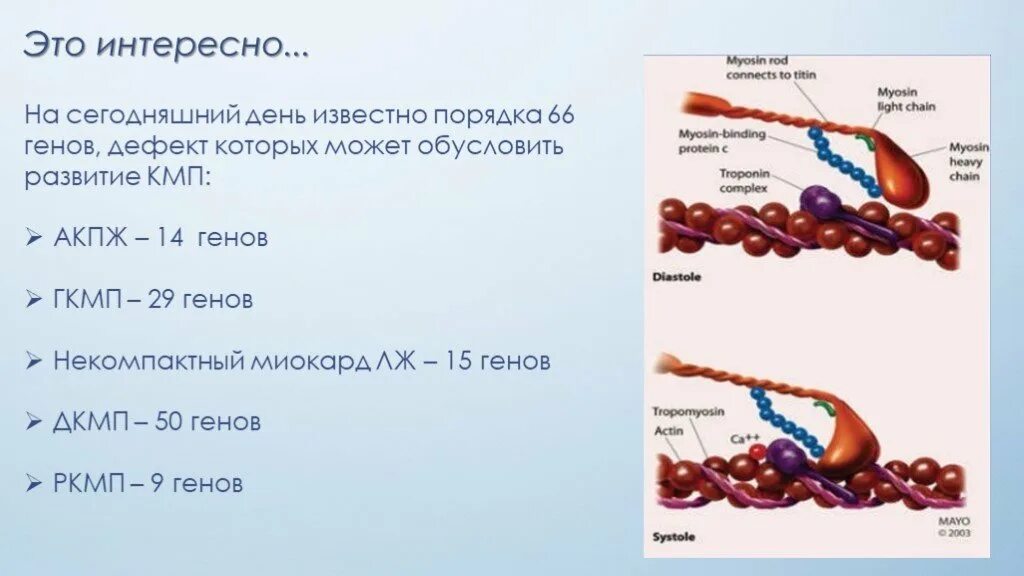 Дефект генов. Некомпактный миокард презентация. Гены при ГКМП. Некомпактный миокард классификация. Дефектный ген что это такое