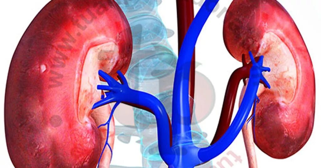 Почки. Болезни почек и мочевыделительной системы. Почечная недостаточность. Украсть почку