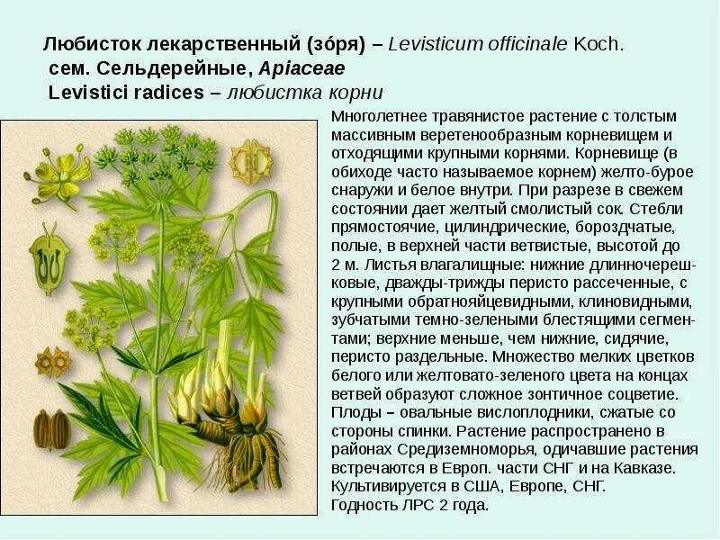 Любисток: лечебные свойства и противопоказания, фото, выращивание, рецепты
