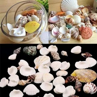 Ракушки домашние