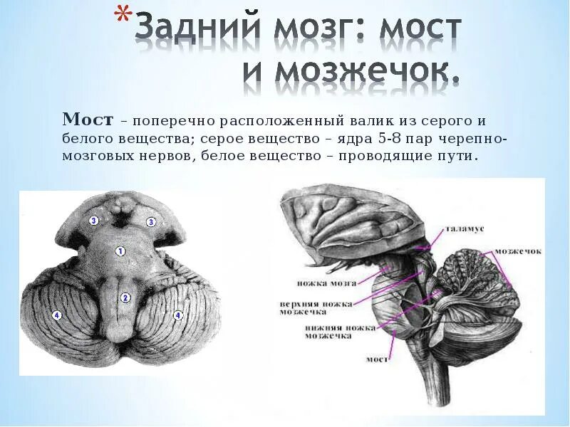 Задний мозг строение анатомия. Структуры белого вещества заднего мозга. Задний мозг мост анатомия. Задний мозг варолиев мост и мозжечок.