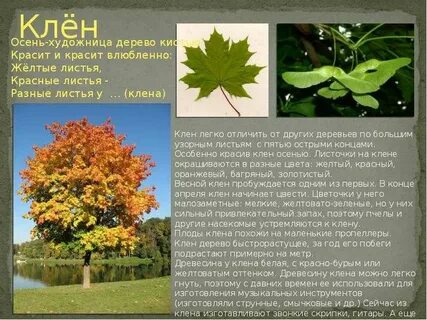 Сколько листьев на клене