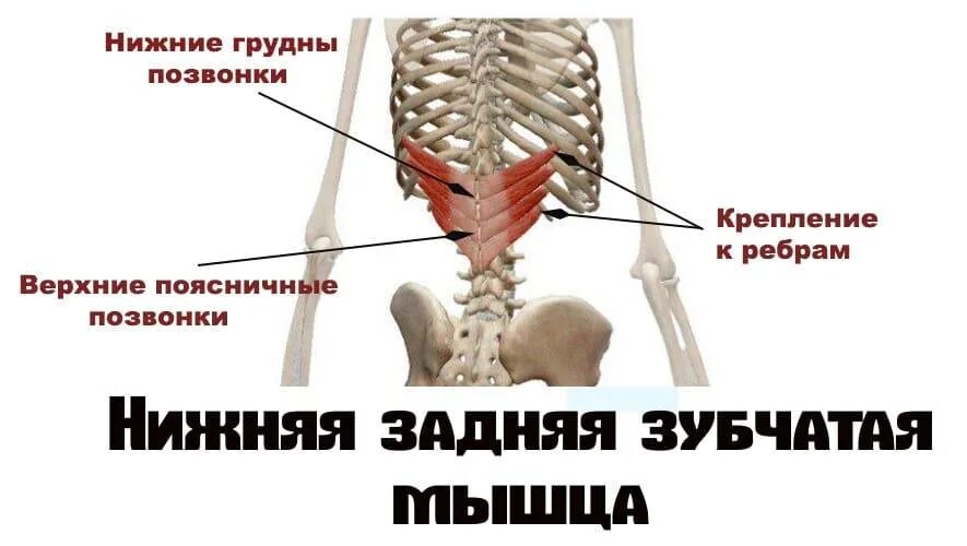 Длинные мышцы поднимающие ребра