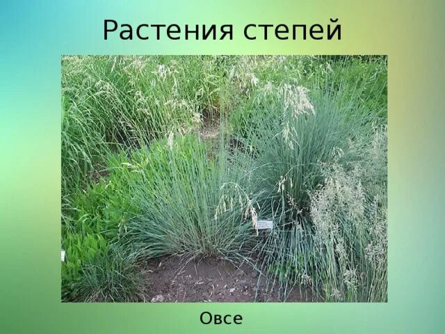 Файл растения степей doc хранился. Файл растения степей doc хранился
