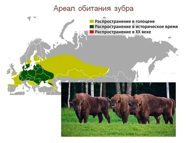 Ареал обитания животных. Ареал обитания бизонов в россии. ареал распространения зубров в россии. зубр ареал обитания в россии. кавказский зубр ареал обитания.