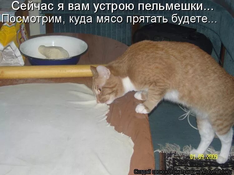 Кот васька съел. Кот спер колбасу. А васька слушает да ест значение крылатого выражения. Кот васька съел. Кот васька съел.